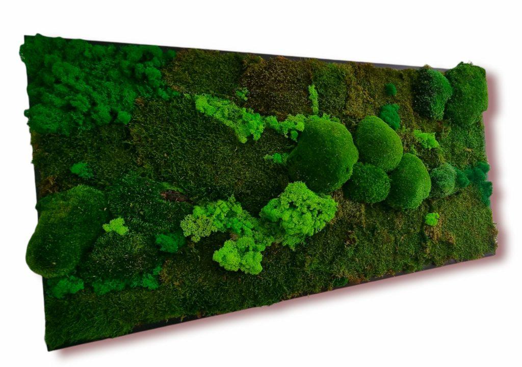 Machový obraz 120x60cm, machová krajinka Euphoria Natura, Senec. Kopčekový mach, plochý mach a lišajníky. Eufória