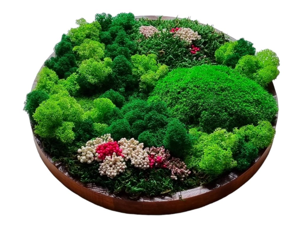 Machový obraz Senec, Machová krajinka a lúka plná kvetov Euphoria Natura. Kopčekový mach, plochý mach, lišajníky a stabilizované kvety. Drevený rám 30cm, farba dub.