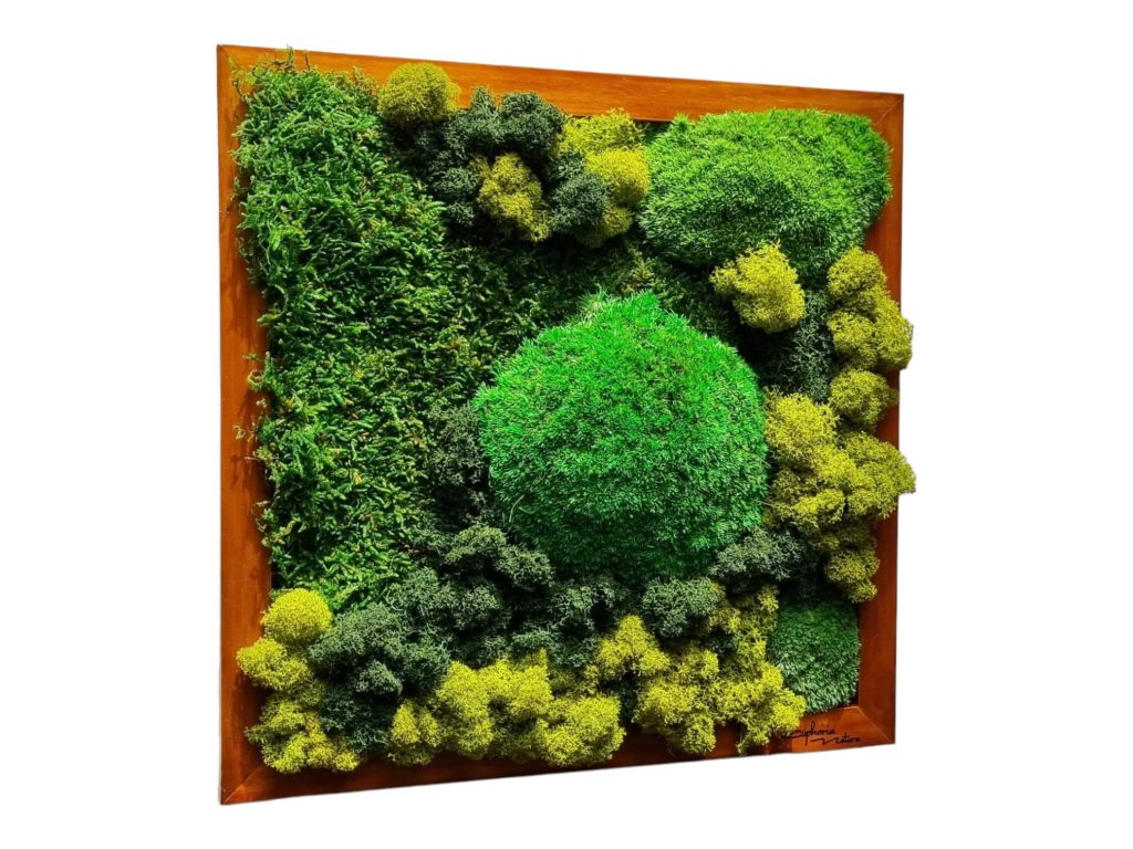Machový obraz Senec, Machová krajinka Euphoria Natura. Kopčekový mach, plochý mach a lišajníky. Drevený rám 30x30cm, farba dub.