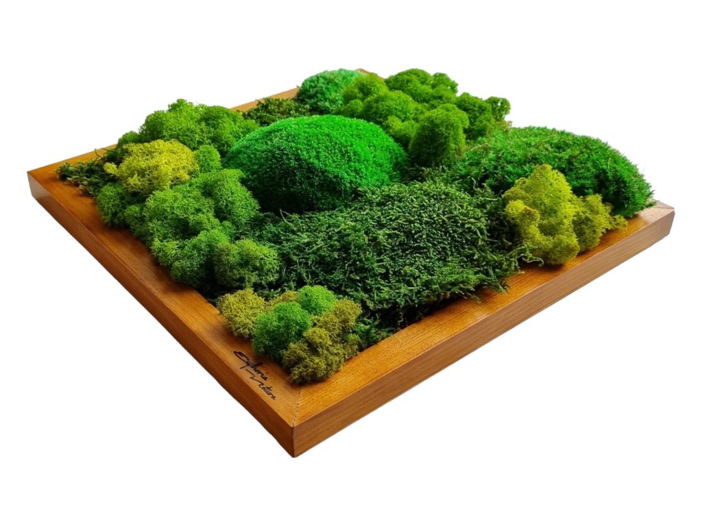 Machový obraz Bratislava, Machová krajinka Euphoria Natura. Kopčekový mach, plochý mach a lišajníky. Drevený rám 30x30cm, farba dub.