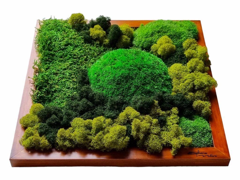 Machový obraz Senec, Machová krajinka Euphoria Natura. Kopčekový mach, plochý mach a lišajníky. Drevený rám 30x30cm, farba dub.