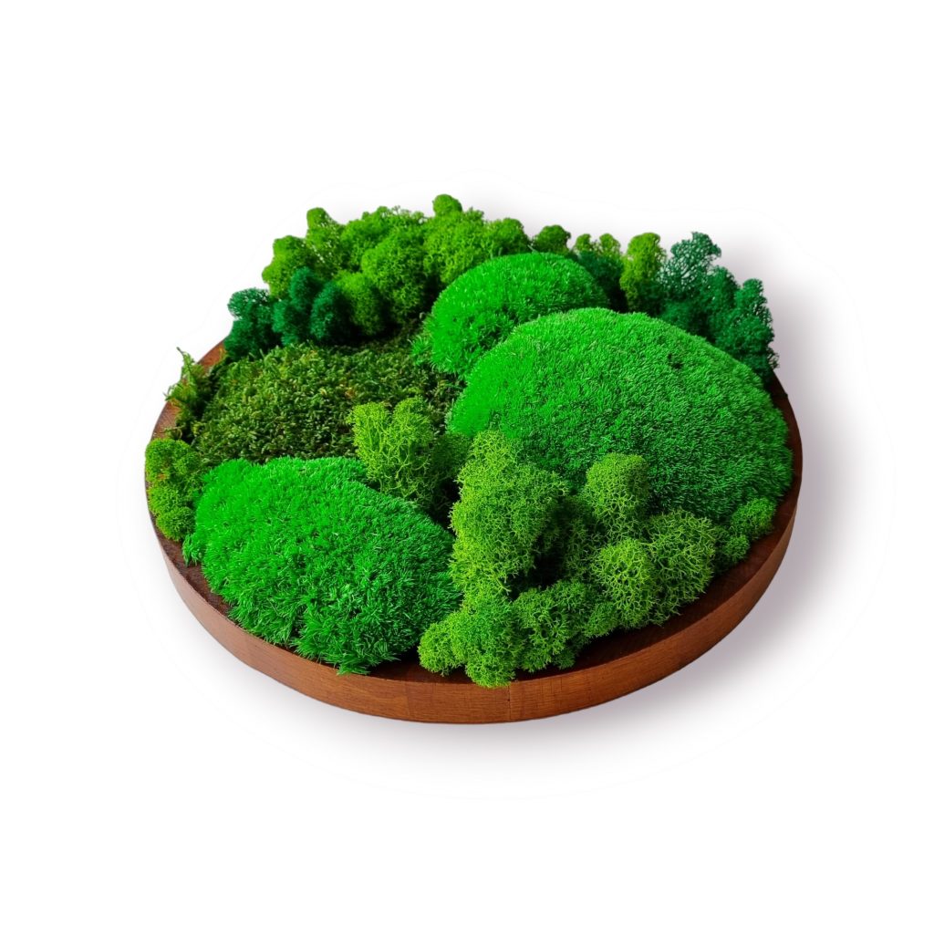 Machový obraz Bratislava, Machová krajinka Euphoria Natura, priemer 30cm, drevený rám dub. Kopčekový mach, plochý mach a lišajníky. #obrazzmachu