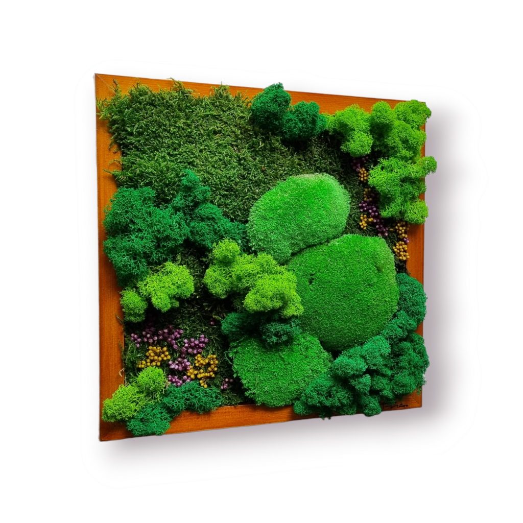 Machový obraz, Machová krajinka a lúka plná kvetov Euphoria Natura. Kopčekový mach, plochý mach, lišajníky a stabilizované kvety. Drevený rám 30x30cm, farba dub, Senec #obrazzmachu