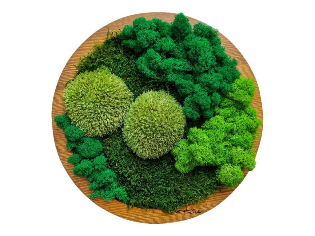 Obraz z machu, Šenkvice, Machová krajinka kruh priemer 30cm, škandinávsky kopčekový mach, lišajníky a plochý mach, drevený rám vo farbe dub, Vytvorila Euphoria Natura 
