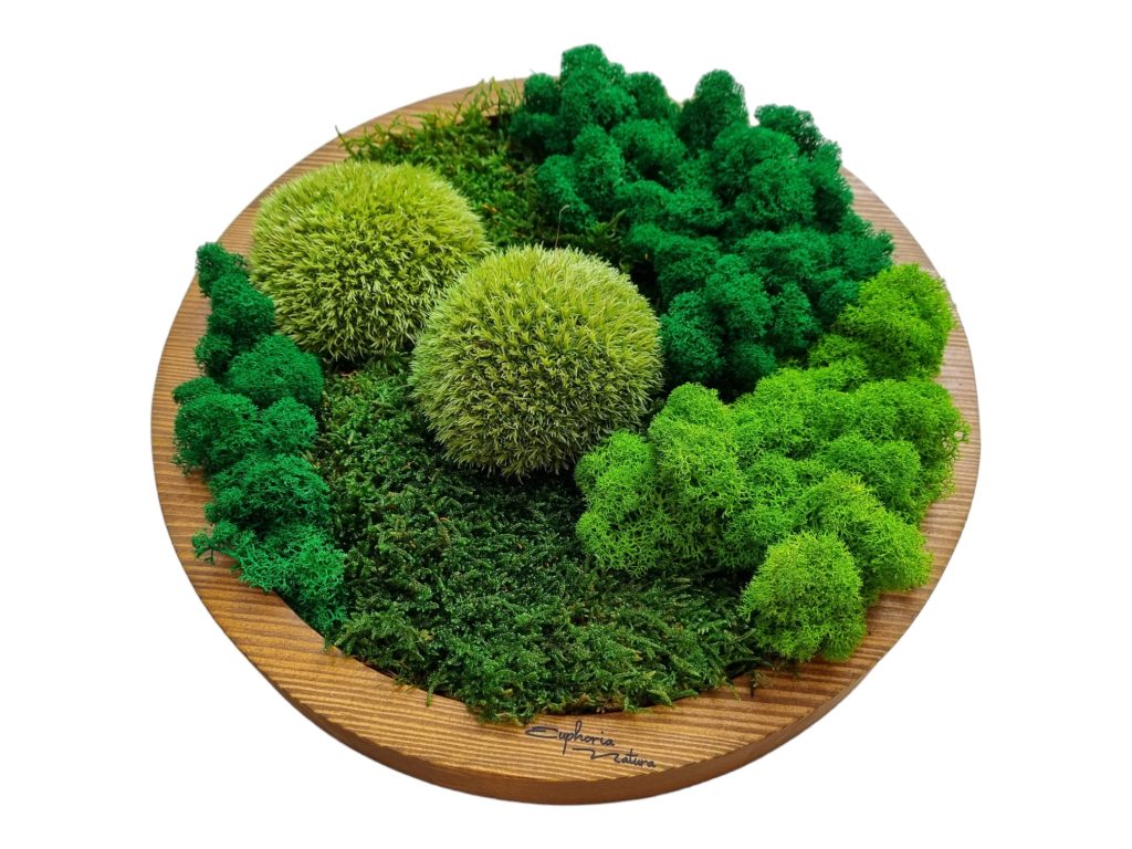 Obraz z machu, Šenkvice, Machová krajinka kruh priemer 30cm, škandinávsky kopčekový mach, lišajníky a plochý mach, drevený rám vo farbe dub, Vytvorila Euphoria Natura 