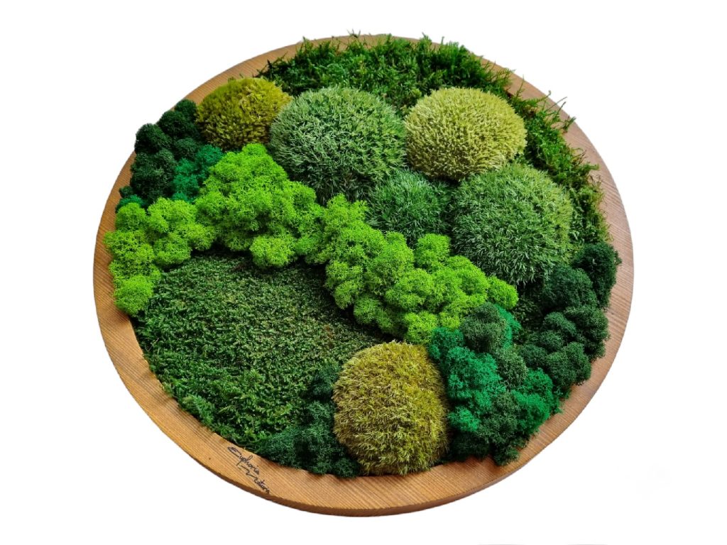 Obraz z machu kruh priemer 40cm Trenčín, Machová krajinka vytvorená zo stabilizovaného machu a lišajníkov. Rám vo farbe dub. Euphoria Natura machové obrazy Slovensko.