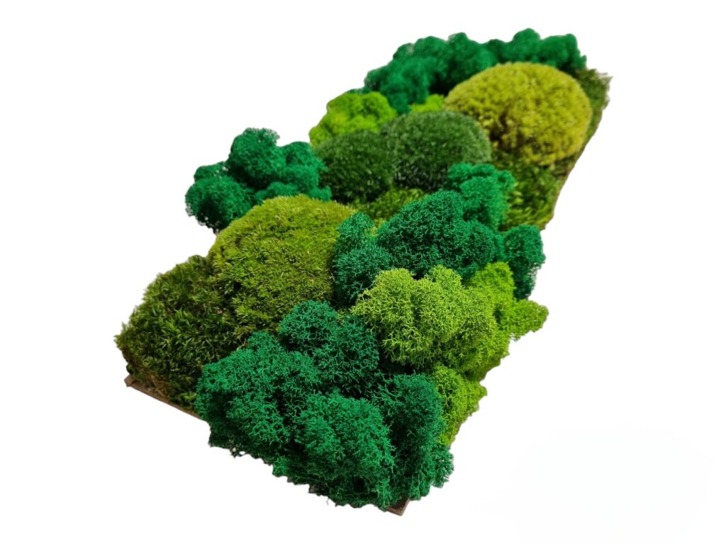 Machová krajinka vklad na mieru. Stabilizovaný mach a lišajníky od Euphoria Natura.
